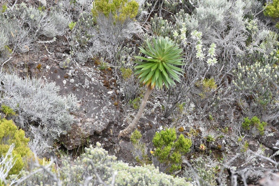 Heterochaenia sp - Heterochaenia de Mireille - CAMPANULACEAE - Endémique Réunion