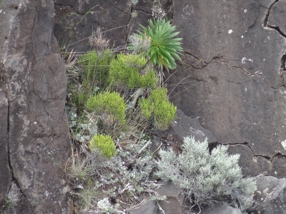 Heterochaenia sp - Heterochaenia de tout le monde - CAMPANULACEAE - Endémique Réunion