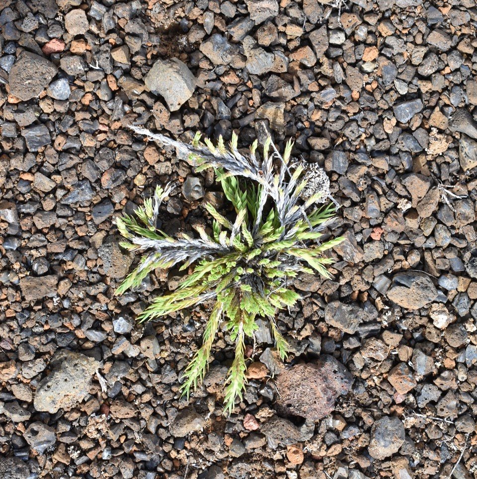 Panicum lycopodioïdes - POACEAE - Endémique Réunion