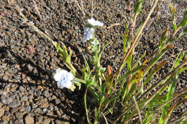 65 Cynoglossum borbonicum - Myosotis de Bourbon - BORAGINACEAE - Réunion
