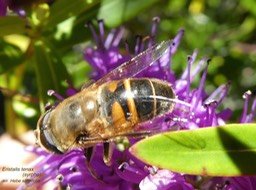 Eristalis tenax (Syrphe) sur Hebe salicifolia P1300849