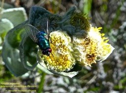 mouche Neomyia albigena sur psiadia argentea P1300915