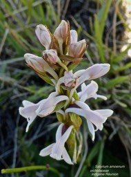 Satyrium amoneum P1300985
