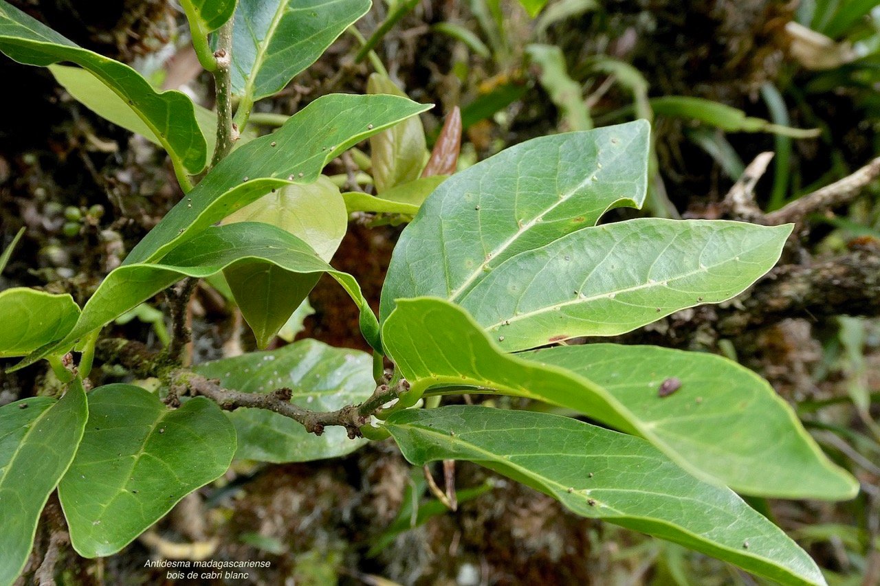 Antidesma madagascariense. Bois de cabri blanc.phyllanthaceae.indigène Réunion. (1).jpeg