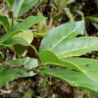Antidesma madagascariense. Bois de cabri blanc.phyllanthaceae.indigène Réunion. (1).jpeg