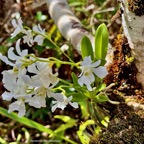 Beclardia macrostachya.muguet. endémique Madagascar Mascareignes. (1).jpeg