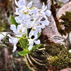 Beclardia macrostachya.muguet. endémique Madagascar Mascareignes..jpeg