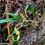 Bulbophyllum cylindrocarpum Frapp. orchidaceae.endémique Madagascar Mascareignes..jpeg
