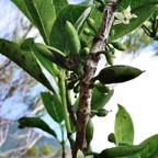Geniostoma borbonicum  Bois de piment  bois de rat. loganiaceae endémique Réunion Maurice. (2).jpeg