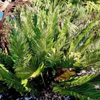 Lomariocycas tabularis ( Blechnum tabulare )fausse osmonde . blechnaceae.indigène Réunion..jpeg