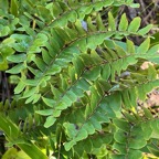 Osmunda regalis L. osmonde. osmonde royale.osmundaceae.indigène Réunion. (2).jpeg