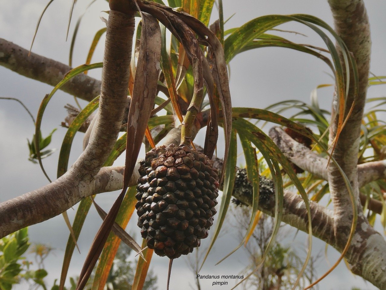 Pandanus montanus Bory. pimpin.vacoi des montagnes.pandanaceae.endémique Réunion. (1).jpeg