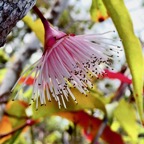 Syzygium cymosum .Bois de pomme rouge.fleur sur le tronc (cauliflorie ) myrtaceae.endémique Réunion Maurice..jpeg