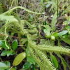 orchidée fougères et goyaviers.jpeg