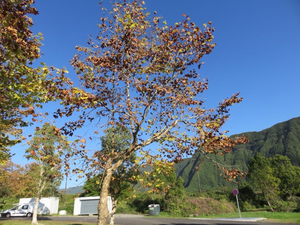 1. Melaleuca quinquenervia - Niaouli - MYRTACEAE - Australie Nouvelle Caledonie.jpeg