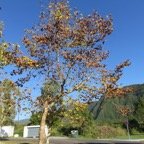 1. Melaleuca quinquenervia - Niaouli - MYRTACEAE - Australie Nouvelle Caledonie.jpeg