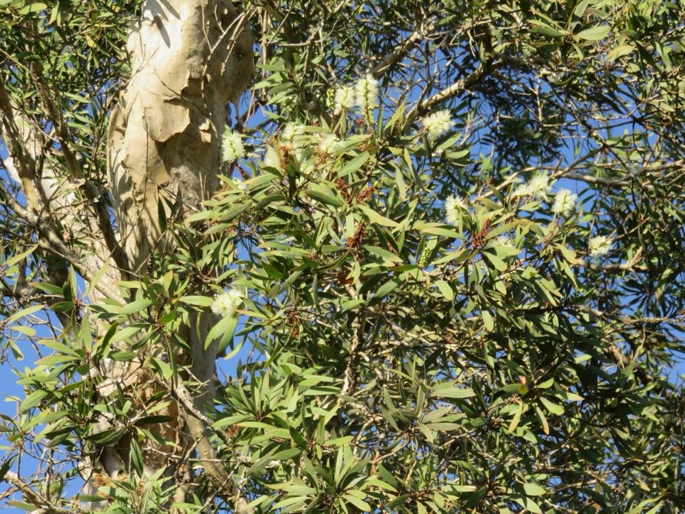 2. fleurs Melaleuca quinquenervia - Niaouli - MYRTACEAE - Australie Nouvelle Caledonie.jpeg