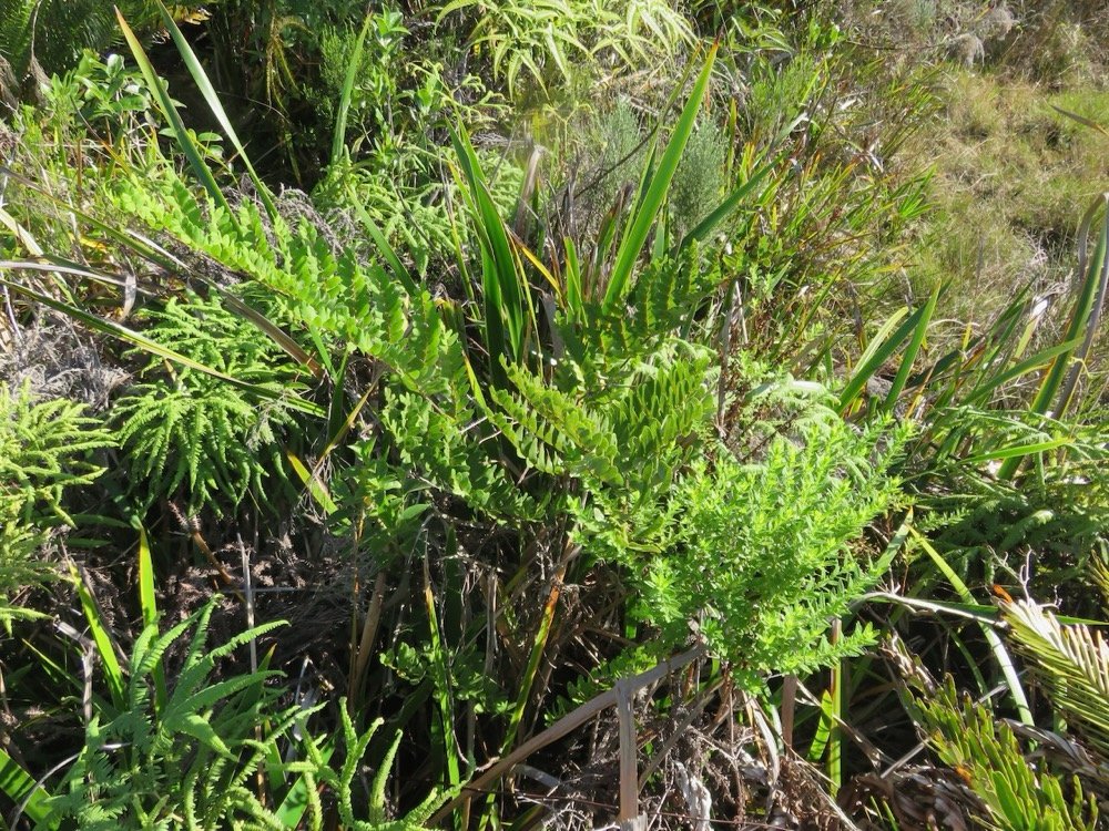 3. Osmunda regalis - Osmonde (pinnules steriles, pinnules fertiles jeunes et plus agees) - OSMUNDACEAE - Indigene ReunionIMG_4039.JPG.jpeg