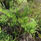 3. Osmunda regalis - Osmonde (pinnules steriles, pinnules fertiles jeunes et plus agees) - OSMUNDACEAE - Indigene ReunionIMG_4039.JPG.jpeg