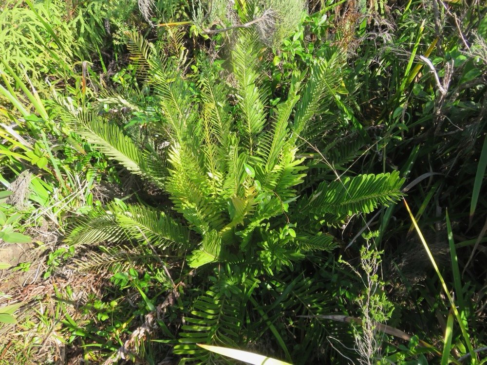 4. Lomariocycas tabularis - BLECHNACEAE - Indigene Reunion.jpeg