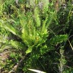 4. Lomariocycas tabularis - BLECHNACEAE - Indigene Reunion.jpeg