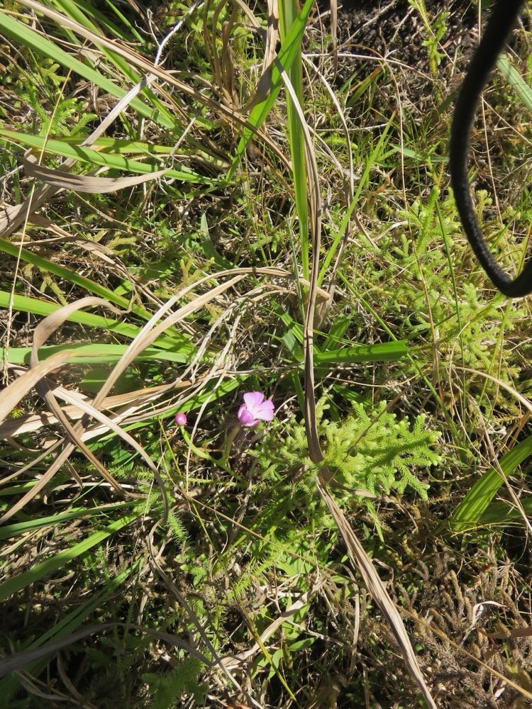 5. Cynorkis purpurascens - Orchidoideae - Indigene Reunion  IMG_4041.JPG.jpeg