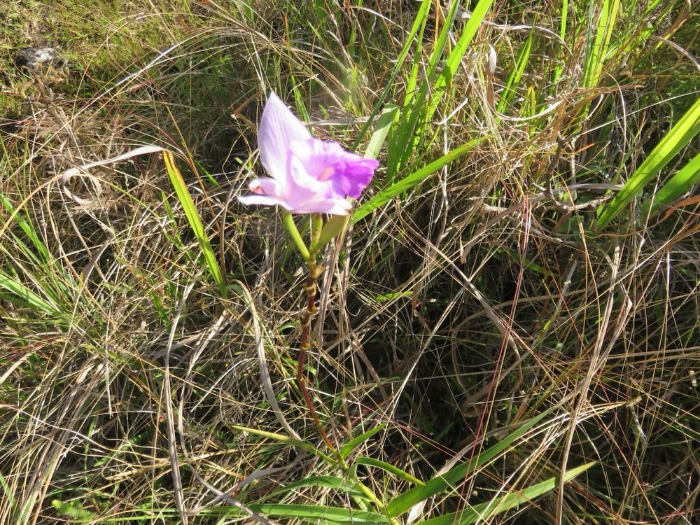 6. Arundina graminifolia Orchidée bambou Orchidaceae E.jpeg