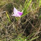 6. Arundina graminifolia Orchidée bambou Orchidaceae E.jpeg