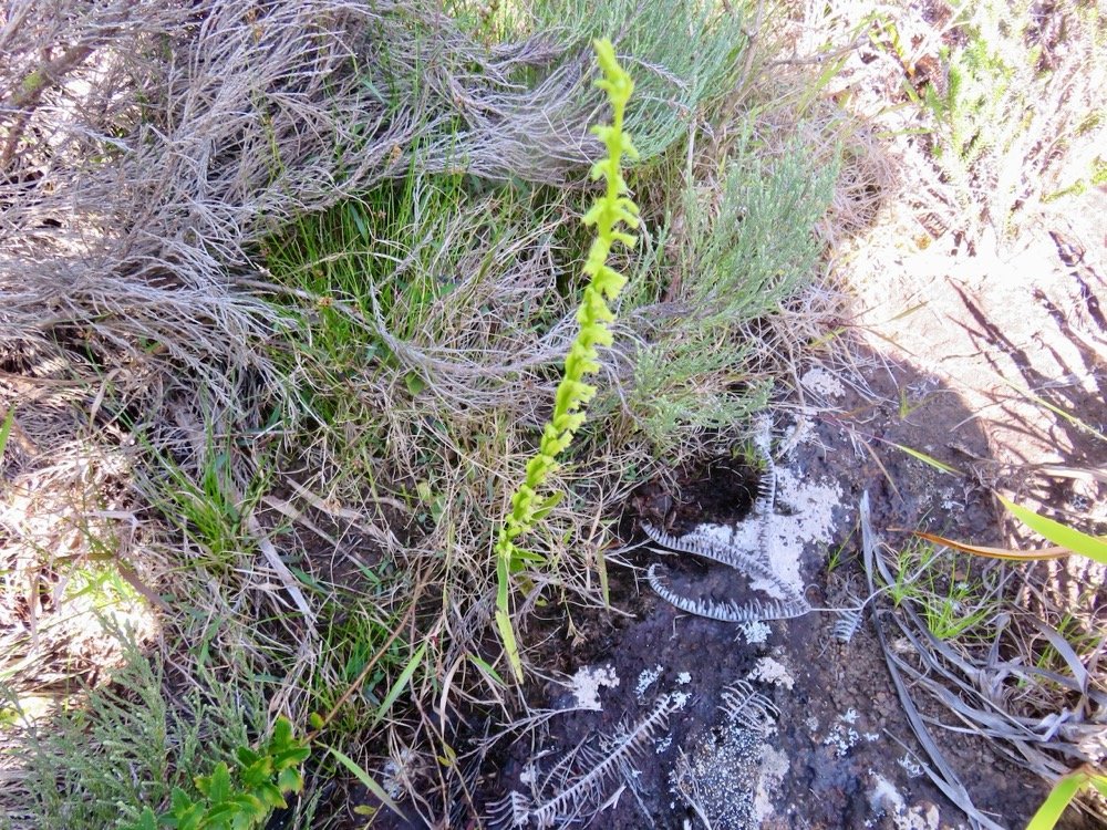 8. ??? Benthamia africana ( spiralis) Orchidaceae Indigène La Réunion.jpeg