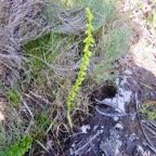 8. ??? Benthamia africana ( spiralis) Orchidaceae Indigène La Réunion.jpeg