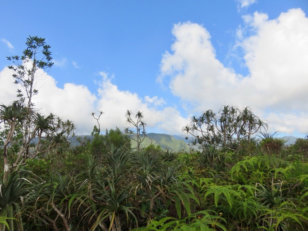 13. Le paysage de la pandanaie IMG_4056.JPG.jpeg