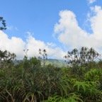 13. Le paysage de la pandanaie IMG_4056.JPG.jpeg