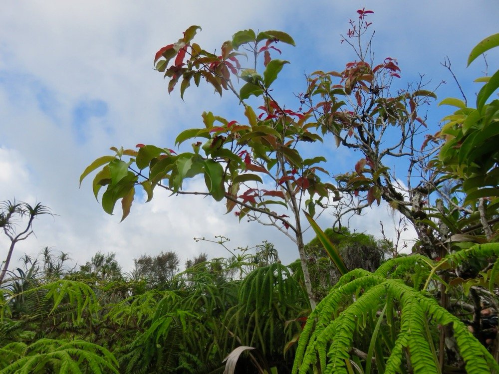 14. Bois de pomme rouge Myrtaceae Endémique la Réunion IMG_4057.JPG.jpeg