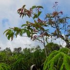 14. Bois de pomme rouge Myrtaceae Endémique la Réunion IMG_4057.JPG.jpeg
