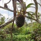 19. Fruit de  Pandanus montanus Pimpin des hauts Pand anaceae Endémique La Réunion IMG_4067.JPG.jpeg