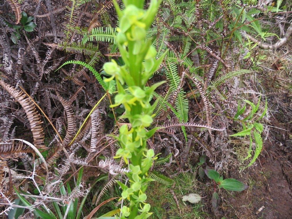 20. Habenaria praealta - ORCHIDOIDEAE - Indigene Reunion.jpeg