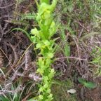 20. Habenaria praealta - ORCHIDOIDEAE - Indigene Reunion.jpeg