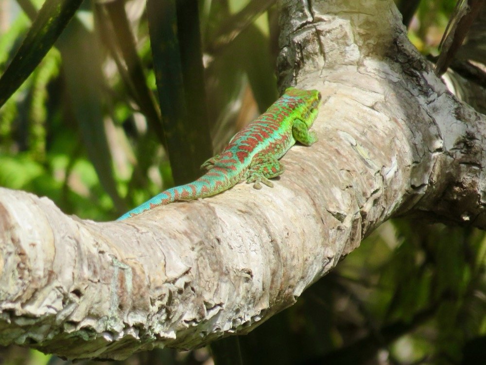 21. Phelsuma borbonica - Gecko vert des Hauts - GEKKONIDAE - Endemique Reunion  IMG_4073.JPG.jpeg