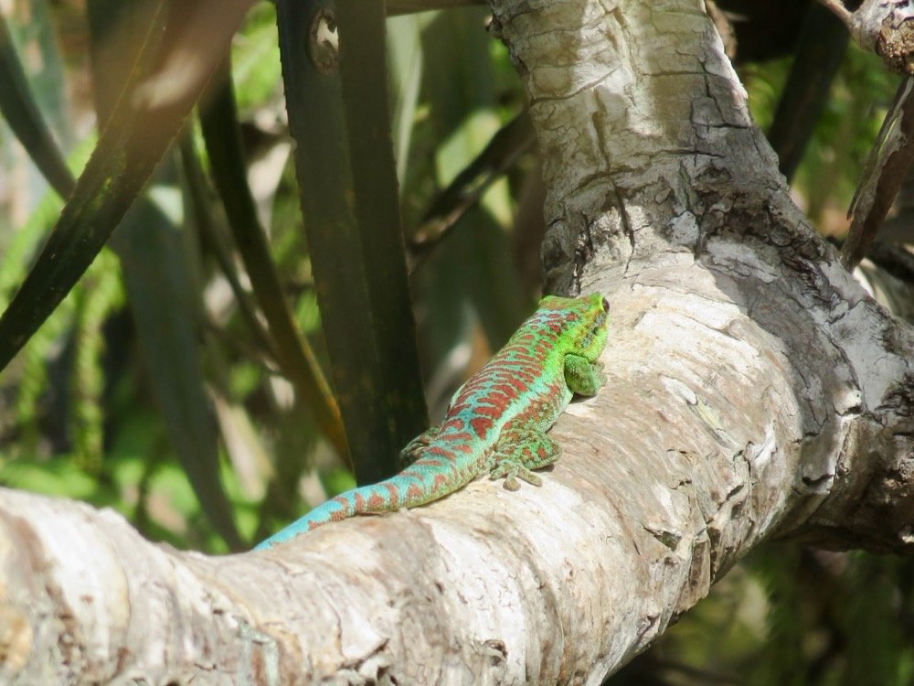 22. Phelsuma borbonica - Gecko vert des Hauts - GEKKONIDAE - Endemique Reunion  IMG_4074.JPG.jpeg