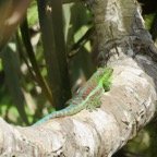 22. Phelsuma borbonica - Gecko vert des Hauts - GEKKONIDAE - Endemique Reunion  IMG_4074.JPG.jpeg