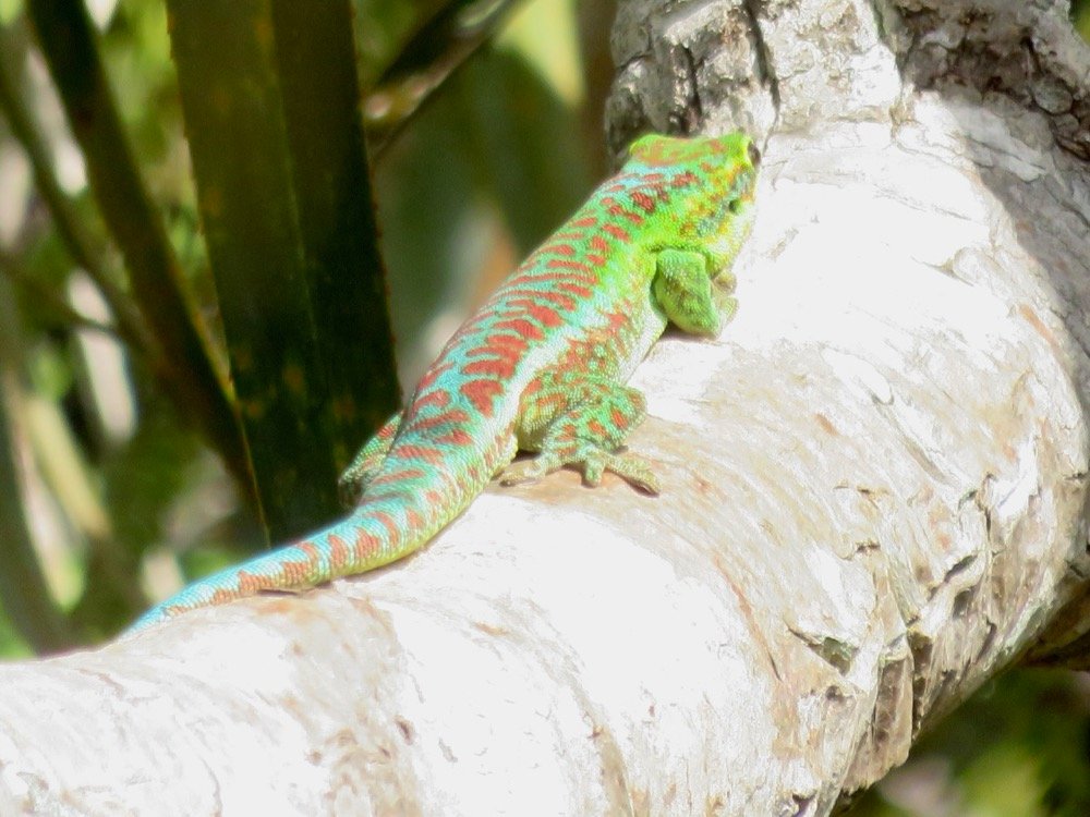 23. Phelsuma borbonica - Gecko vert des Hauts - GEKKONIDAE - Endemique Reunion  IMG_4075.JPG.jpeg