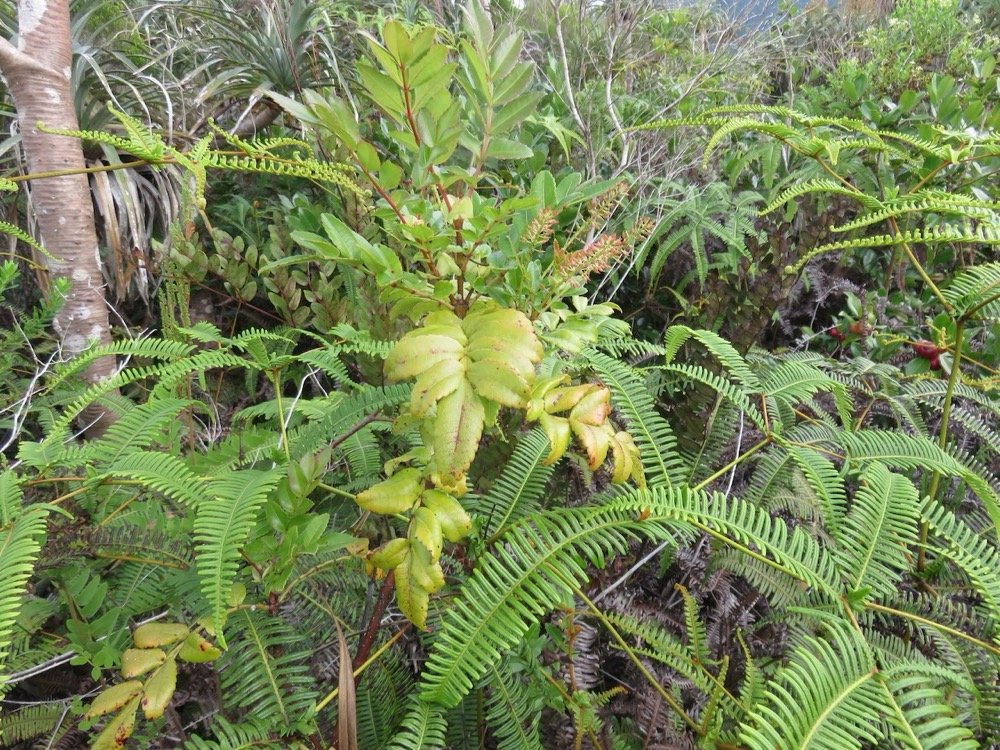 27. Weinmannia tinctoria - Tan rouge -CUNONIACEAE IMG_4080.JPG.jpeg