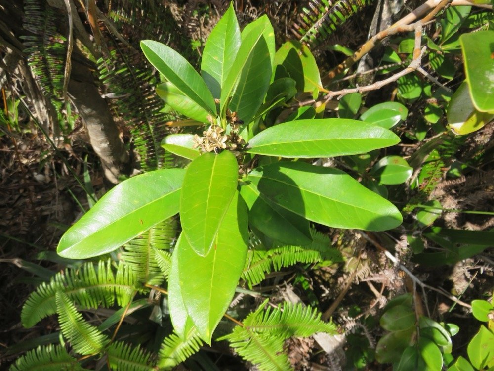 28. Melicope obscura Bois de catafaille Ru taceae Endémique La Réunion.jpeg
