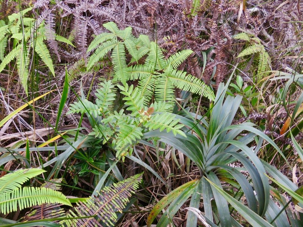 29. Weinmannia tinctoria - Tan rouge -CUNONIACEAE - endémique de la Réunion et de Maurice Les feuilles opposées, vert-clair sont composées, imparipennées, avec de 2 à 9 paires de folioles et une foliole terminale, tous les articles.jpeg