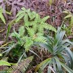 29. Weinmannia tinctoria - Tan rouge -CUNONIACEAE - endémique de la Réunion et de Maurice Les feuilles opposées, vert-clair sont composées, imparipennées, avec de 2 à 9 paires de folioles et une foliole terminale, tous les articles.jpeg