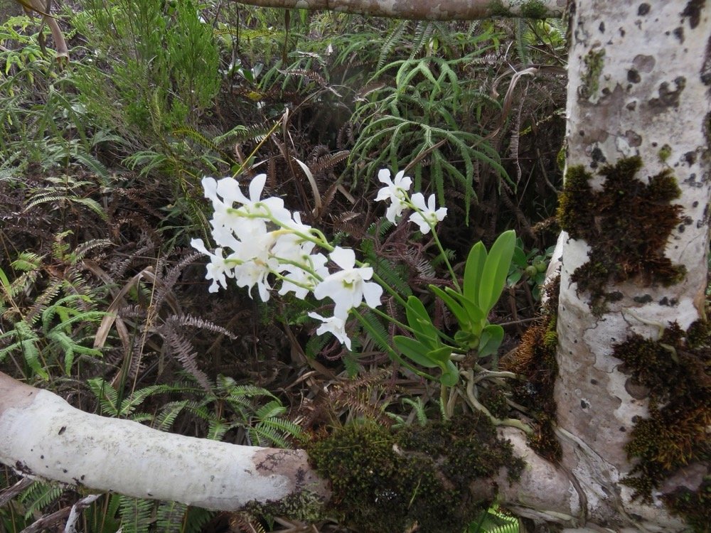 31. Beclardia macrostachya - EPIDENDROIDEAE - Indigene Reunion IMG_4085.JPG.jpeg