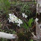 31. Beclardia macrostachya - EPIDENDROIDEAE - Indigene Reunion IMG_4085.JPG.jpeg