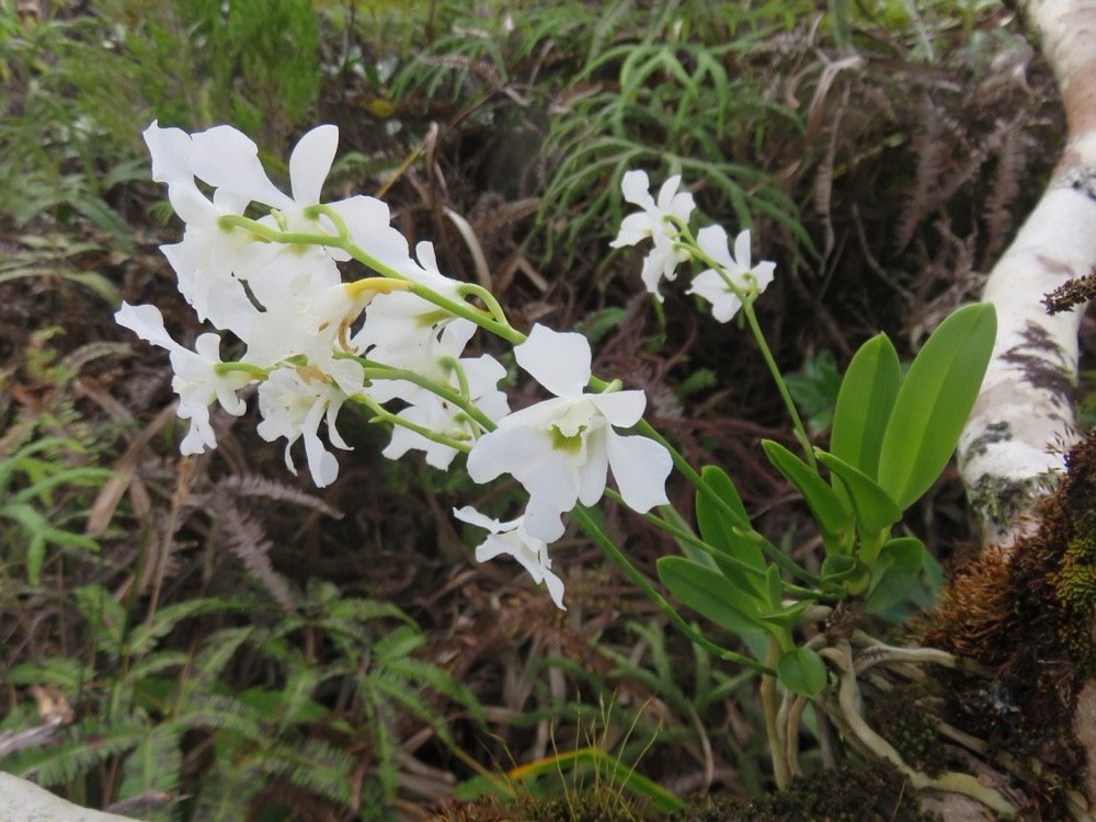 32. Beclardia macrostachya - EPIDENDROIDEAE - Indigene Reunion IMG_4086.JPG.jpeg