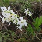 32. Beclardia macrostachya - EPIDENDROIDEAE - Indigene Reunion IMG_4086.JPG.jpeg