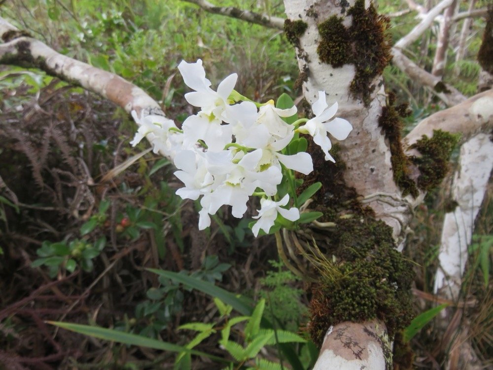 33. Beclardia macrostachya - EPIDENDROIDEAE - Indigene Reunion  IMG_4087.JPG.jpeg
